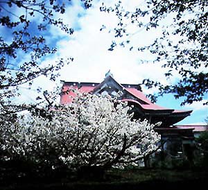 清隆寺の千島桜
