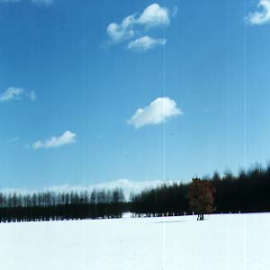 根釧原野の冬